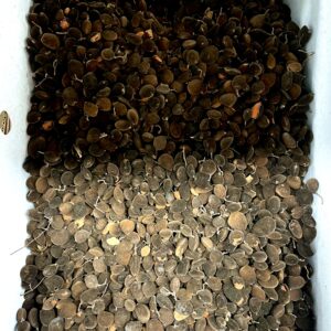 Black velvet Tamrind PER KILO