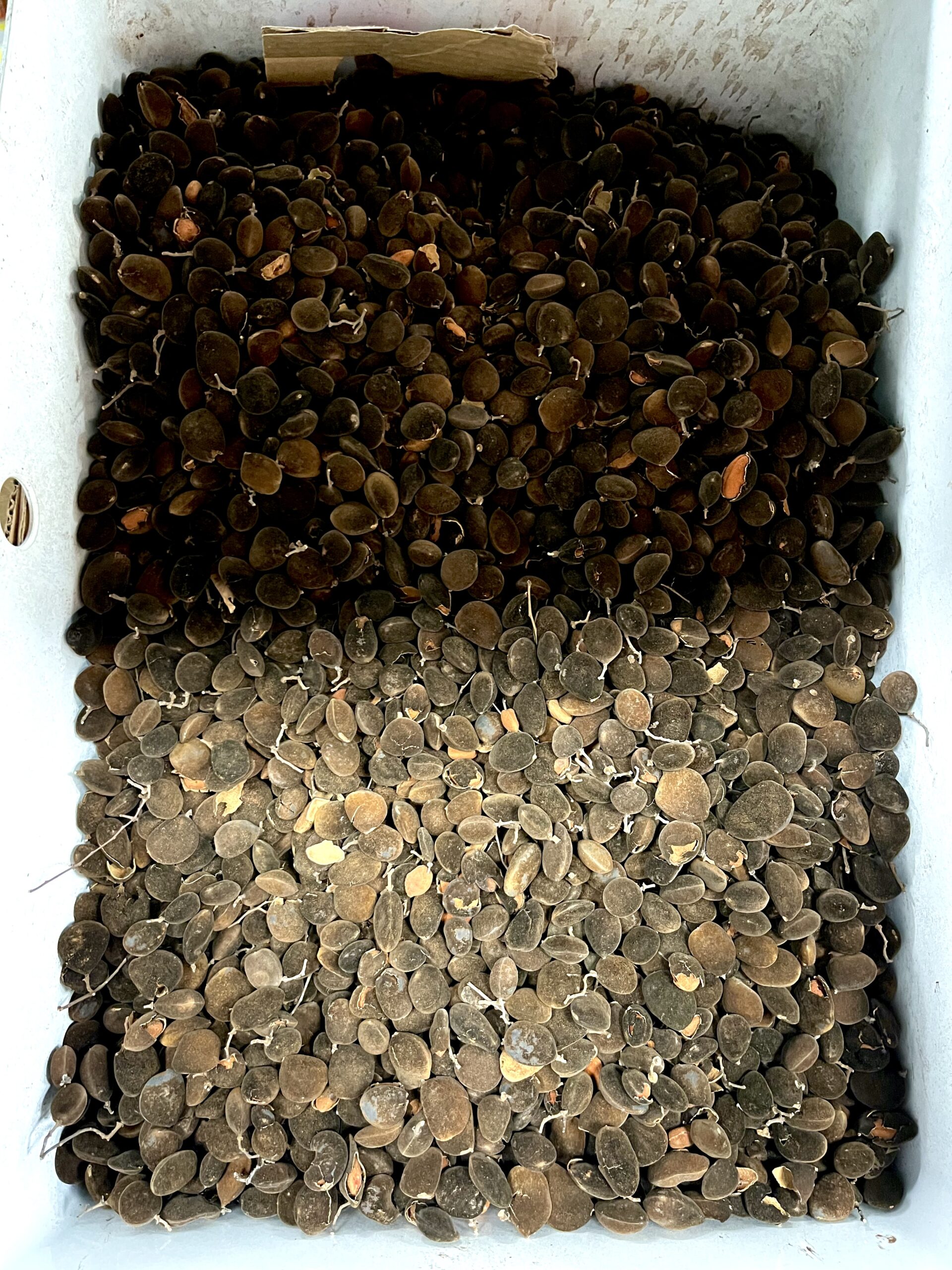 Black velvet Tamrind PER KILO