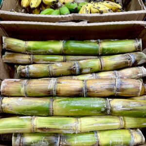 Sugar cane